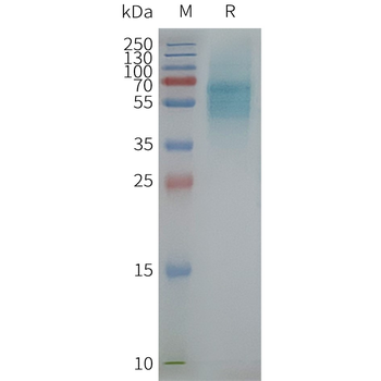 Human PROKR1 full length protein-synthetic nanodisc