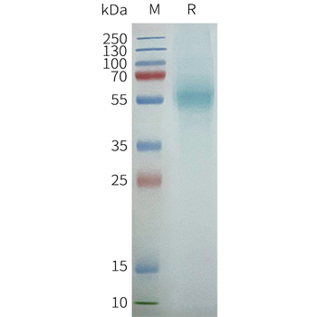 Human PTGER4 full length protein-synthetic nanodisc