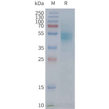 Human CXCR1 full length protein-synthetic nanodisc