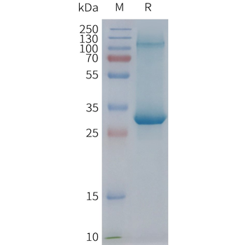 Human ADGRE2 full length protein-synthetic nanodisc