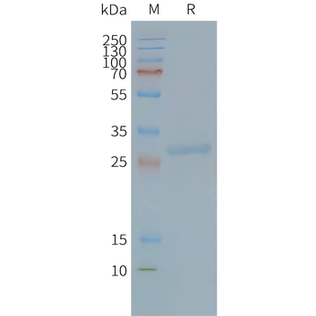 Human TSPAN8 full length protein-synthetic nanodisc