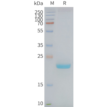 Human CLDN4 full length protein-synthetic nanodisc