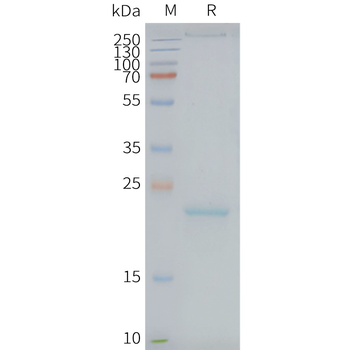 Human CLDN9 full length protein-synthetic nanodisc