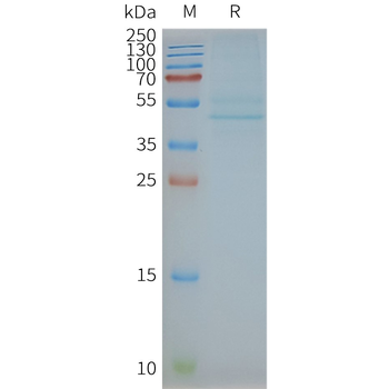 Human CCR3 full length protein-synthetic nanodisc