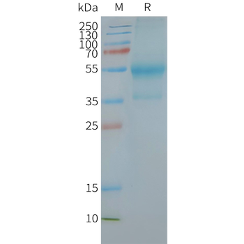 Human CXCR4 full length protein-synthetic nanodisc