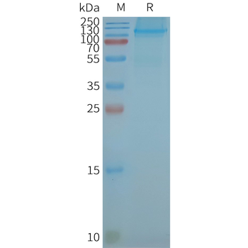 Human LGR5 full length protein-synthetic nanodisc