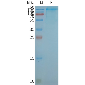 Human LGR4 full length protein-synthetic nanodisc