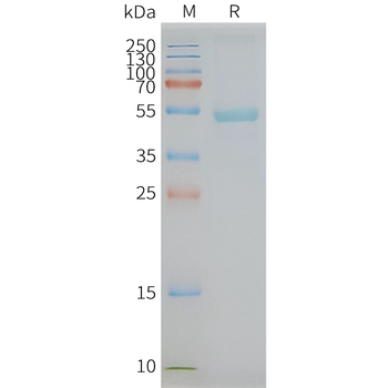 Human GPR77 full length protein-synthetic nanodisc
