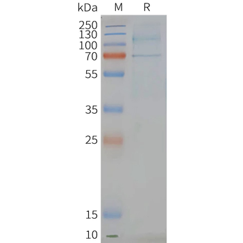 Human LGR6 full length protein-synthetic nanodisc