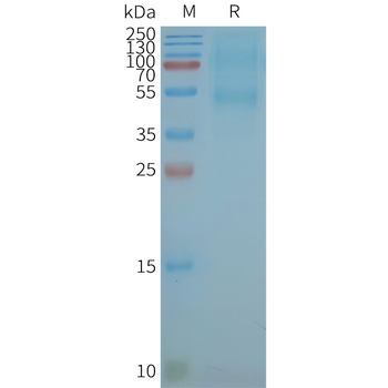 Human CXCR5 full length protein-synthetic nanodisc