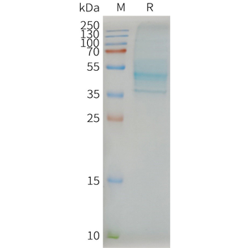 Human CCR7 full length protein-synthetic nanodisc