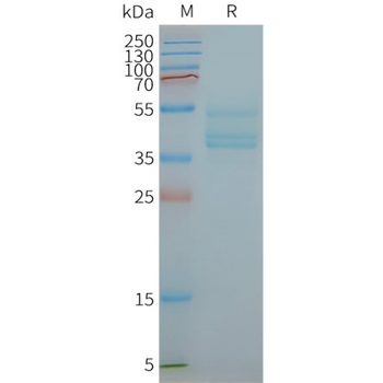 Human CCR6 full length protein-synthetic nanodisc