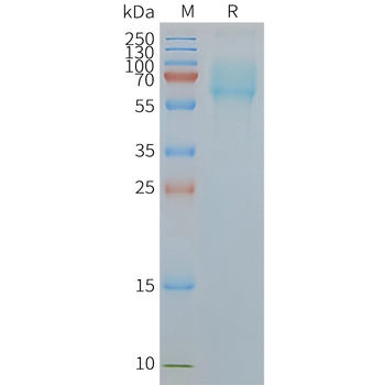 Human SLC1A5 full length protein-synthetic nanodisc