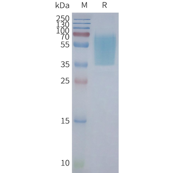 Human GPR55 full length protein-synthetic nanodisc