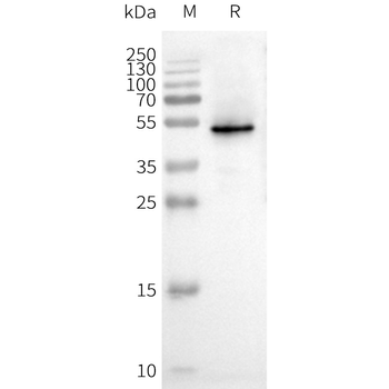 Human CXCR3 full length protein-synthetic nanodisc