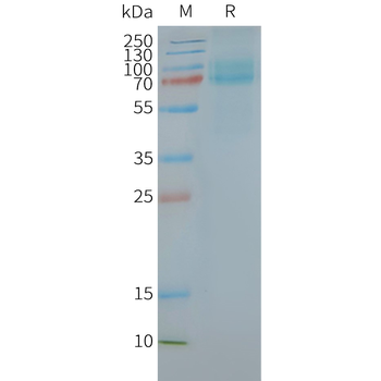 Human FZD10 full length protein-synthetic nanodisc