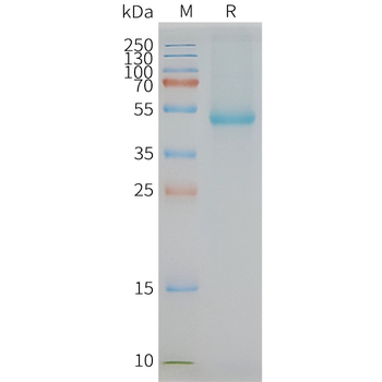 Human SLC7A11 full length protein-synthetic nanodisc