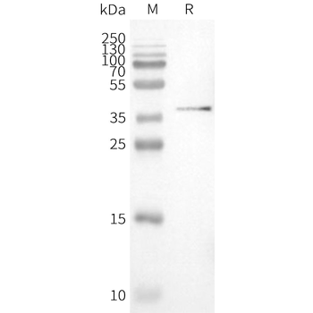 Human PVRIG full length protein-synthetic nanodisc