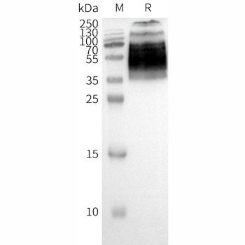 Human F2RL1 full length protein-synthetic nanodisc