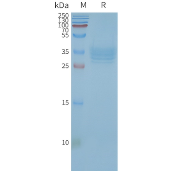 Human TSPAN33 full length protein-synthetic nanodisc