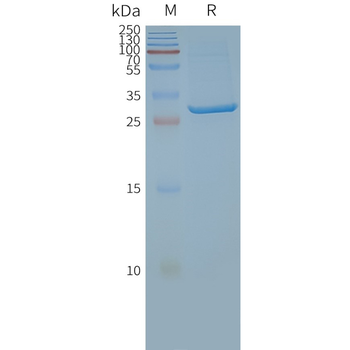 Human SLC25A4 full length protein-synthetic nanodisc