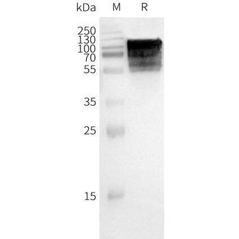 Human GPR75 full length protein-synthetic nanodisc