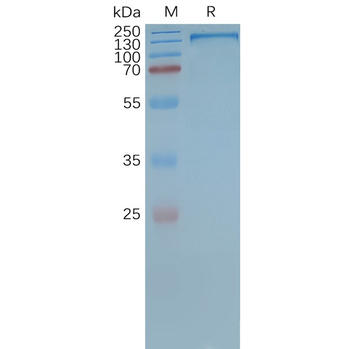 Human MDR-1 full length protein-synthetic nanodisc