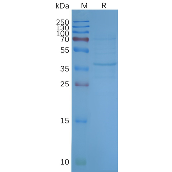 Human OR2H1 full length protein-synthetic nanodisc