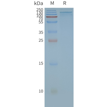 Human TRPA1 full length protein-synthetic nanodisc