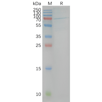 Human CB1 full length protein-synthetic nanodisc