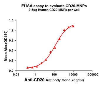 Human CD20 full length protein-MNP