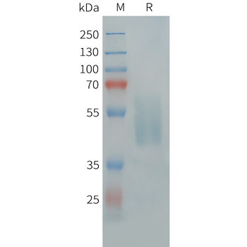 Cynomolgus SELPLG Protein, His Tag