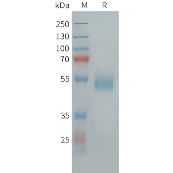 Cynomolgus CD93 Protein, His Tag