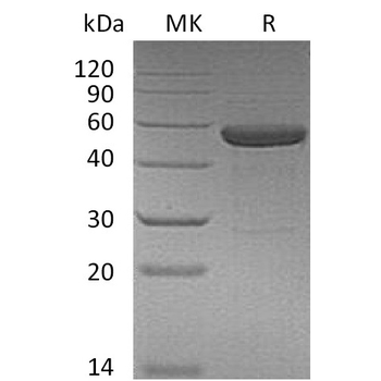 Human GPR81 Protein, hFc Tag
