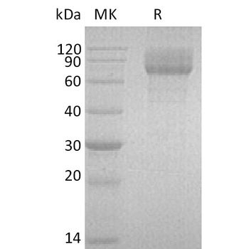 Human p16(110-139) Protein, hFc Tag