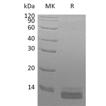 Human p16(77-106) Protein, hFc Tag