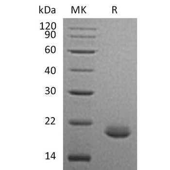 Human p16(11-40) Protein, hFc Tag
