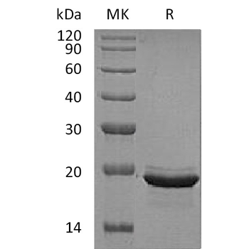 Human TAFA5 Protein, hFc Tag