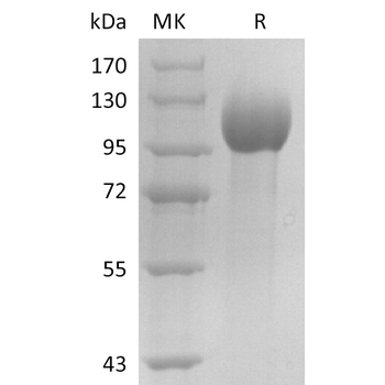 Human PILRA Protein, hFc Tag