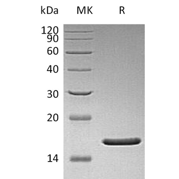 Human HAMP(60-84) Protein, hFc Tag