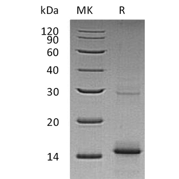Human HAMP(65-84) Protein, hFc Tag