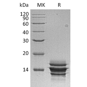 Human GRPR Protein, hFc Tag