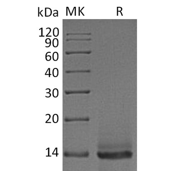 Human MRGPRX2 Protein, hFc Tag
