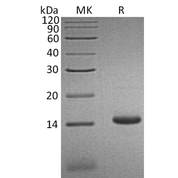 Human NINJ1 Protein, hFc Tag