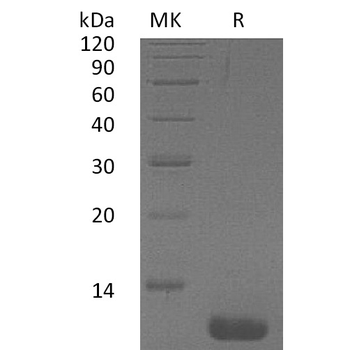 Human RHOC(1-189) Protein, hFc Tag