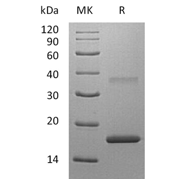 Human RHOB Protein, hFc Tag