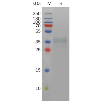 Human BMP2 Protein, hFc Tag