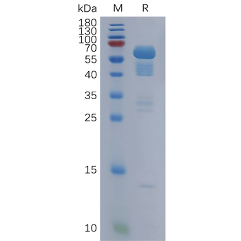 Human IL23A Protein, hFc Tag