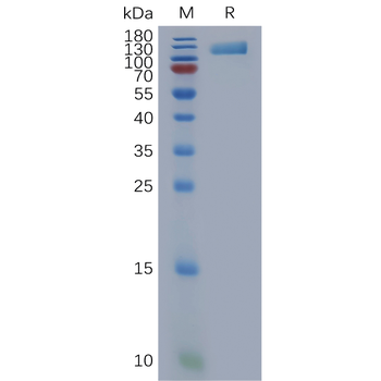 Human HCRTR1 Protein, hFc Tag