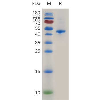Human CDH11(23-617) Protein, His Tag